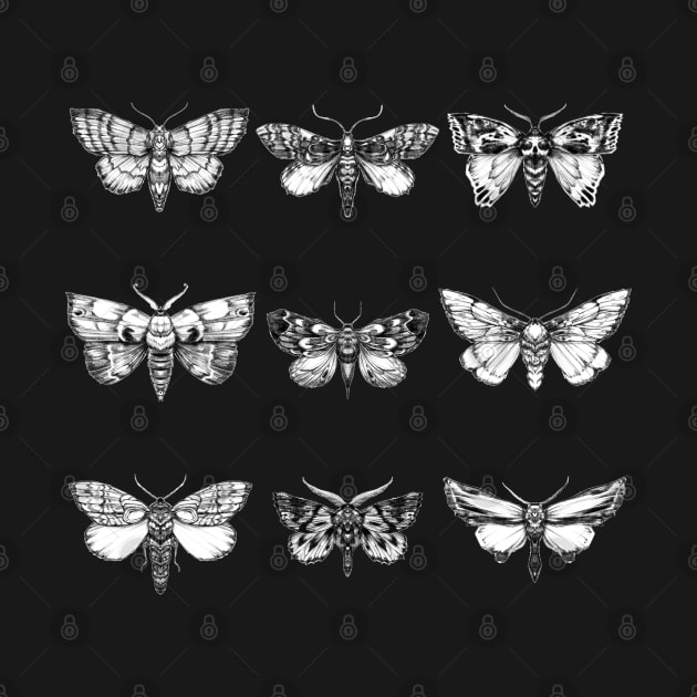Moths by kingcael