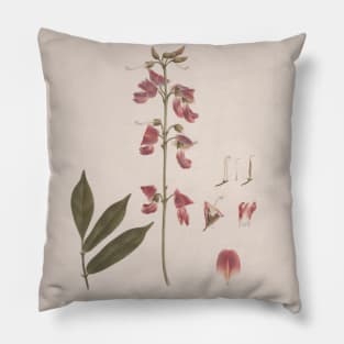 Millettia ferruginea by Luigi Balugani Pillow