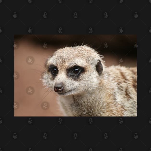 Meerkat by LeanneAllen