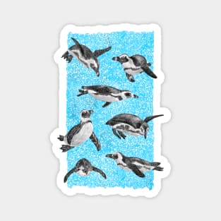 African Penguins Magnet