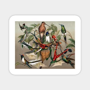 Hummingbirds, historical illustration (C029/7925) Magnet