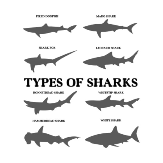 Types Of Sharks Chart