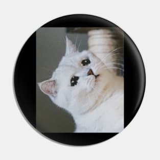 Sad Cat Crying Cat Cute Meme Pin