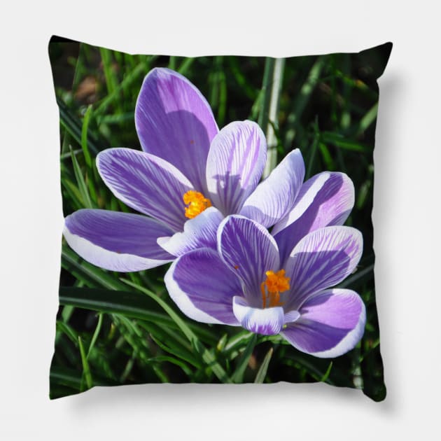 Crocus in the garden Pillow by nordishland