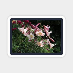 lilies in summer Magnet