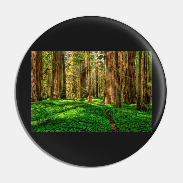 Redwood Forest Pin by JeffreySchwartz