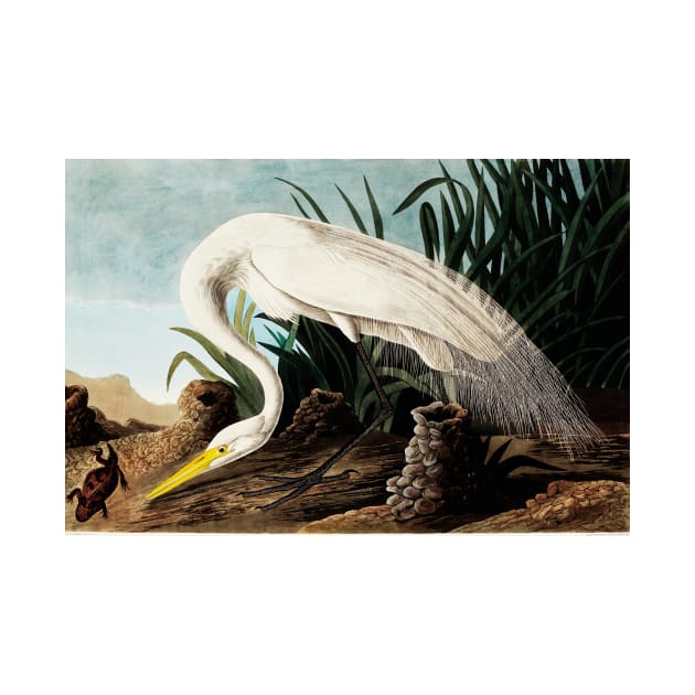 Bird of America  Bird, bird lover, america, beautiful  Public domain painting by John James Audubon by RosMir