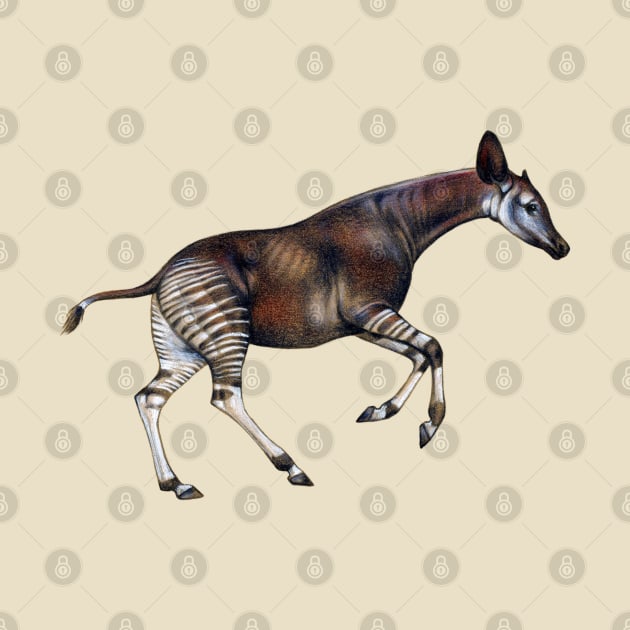 Okapi by Pip Tacla