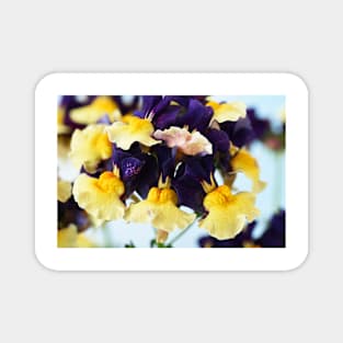 Nemesia  Aroma Plums &amp; Custard  Aroma Series Magnet