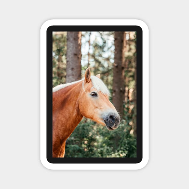 Haflinger mare in the forest Magnet by M-Hutterer