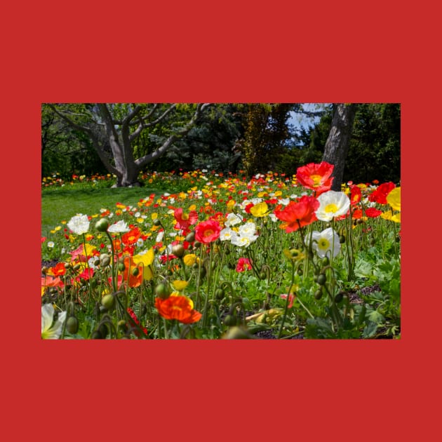 Colorful field of poppies by iyd39