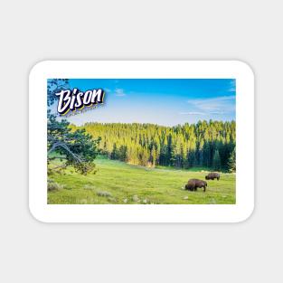 Bison at Yellowstone Magnet