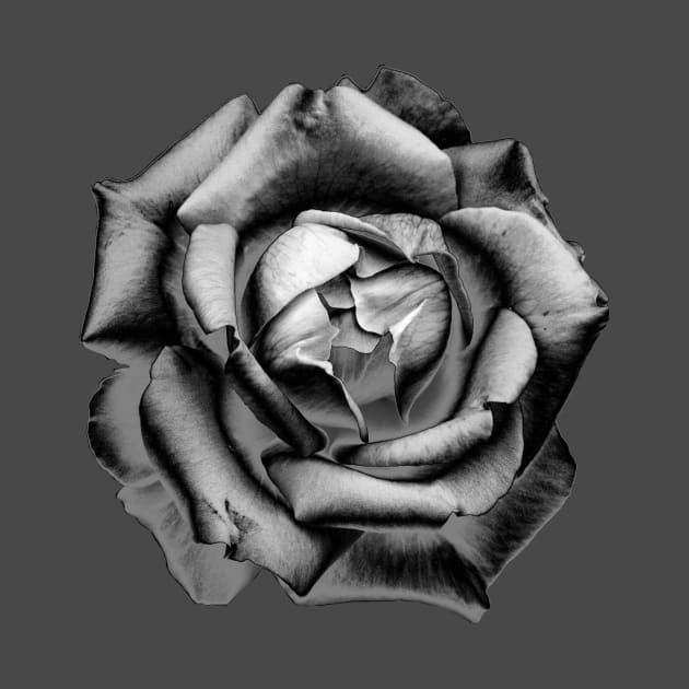 Charcoal Rose Drawing by nautilusmisc