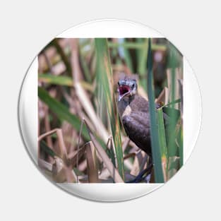 Young Great Tailed Grackle Calling for Food Pin