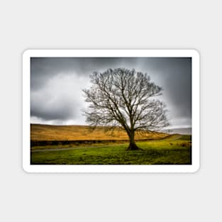 Single tree in stormy weather Magnet