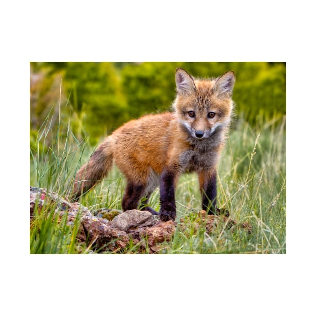 Red Fox Kit in Forest by jforno