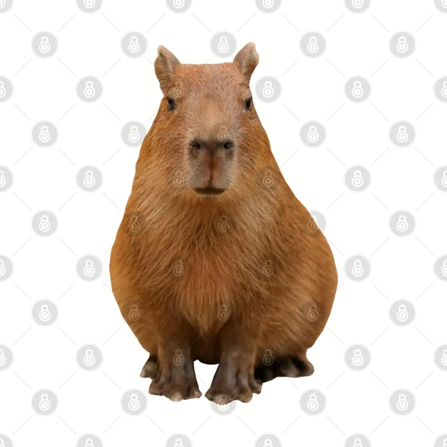 Capybara by xesed