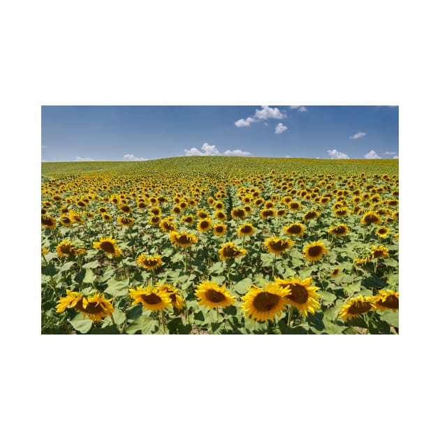 Sunflower field in the summer by naturalis