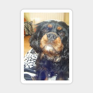 cavalier king charles spaniel black and tan third Magnet