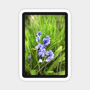 Bluebells In Spring Magnet