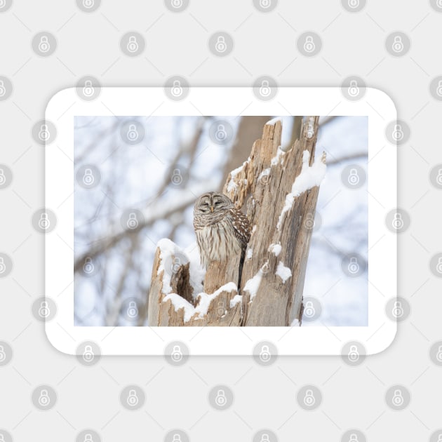 Barred owl in a tree stump Magnet by Jim Cumming