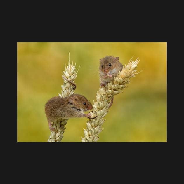 harvest mice on corn by mansaards