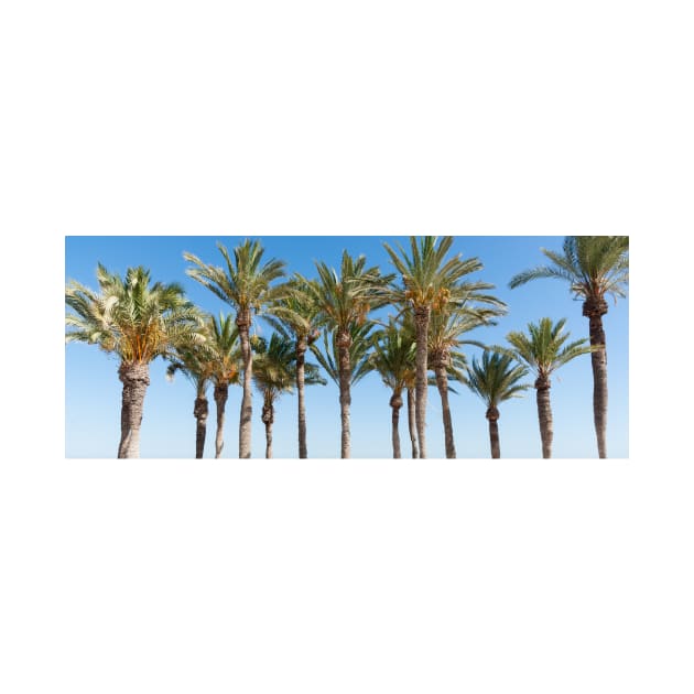 Row of tropical feeling palm trees against blue sky with luch green fronds. by brians101