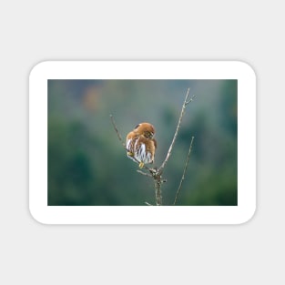 sbs pygmy owl Magnet