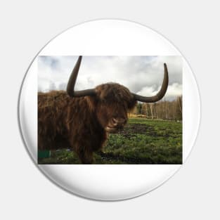 Scottish Highland Cattle Cow 2149 Pin