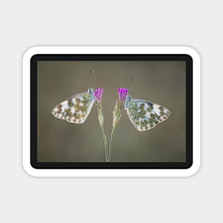 Two Bath White Butterflies on flowers Magnet