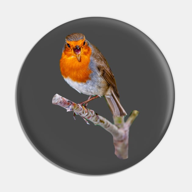 Robin red-breast singing for his supper Pin by dalyndigaital2@gmail.com