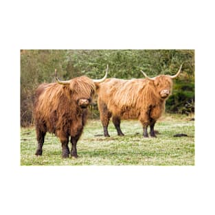 Highland Cows Coos Shaggy Moos Cattle Photo T-Shirt