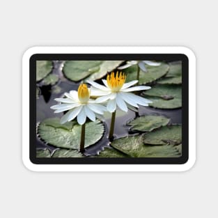 Beautiful Water Lily Magnet