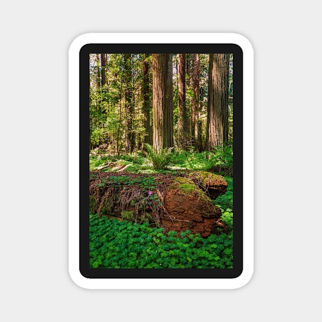 Fallen Redwood Magnet by JeffreySchwartz