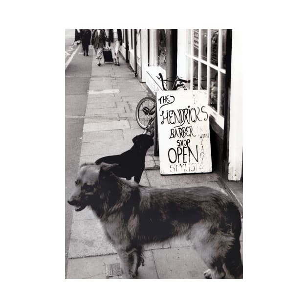 Dogs queuing for a haircut in Burslem, Stoke on Trent, UK - 1996 by richflintphoto