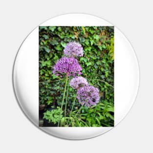 ornamental onion Pin