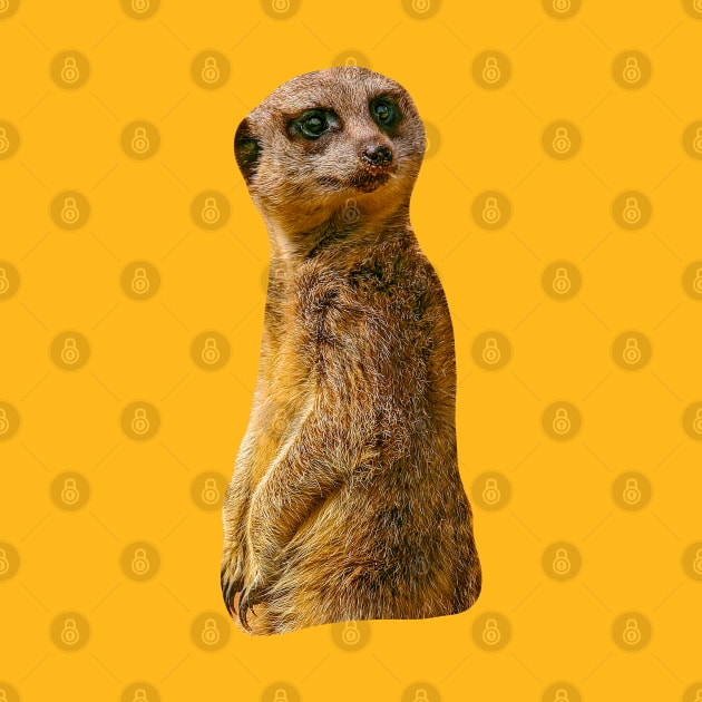 Meerkat by dalyndigaital2@gmail.com