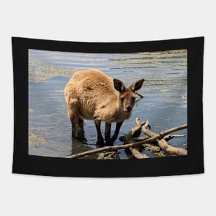 Cooling Off! Western Grey Kangaroo Tapestry