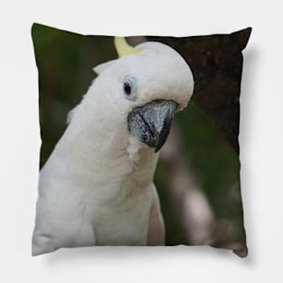 Cockatoo Drinking Pillow