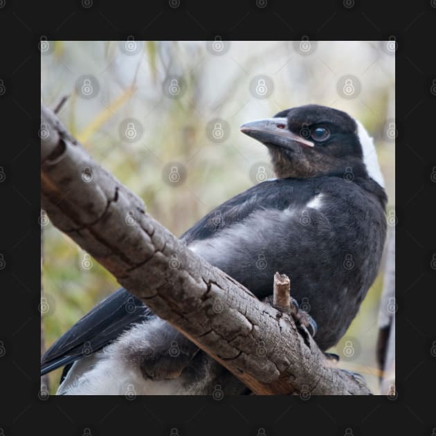 Baby Magpie 1 by fotoWerner