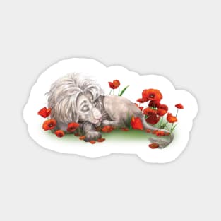 White lion sleeps in a poppy field Magnet