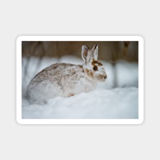 Snow Shoe Hare Magnet