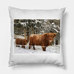 Scottish Highland Cattle Cow and Calf 1654 Pillow