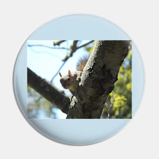 Eastern gray squirrel, wildlife photography, wild animals Pin