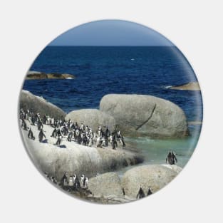 Penguins in South Africa Pin