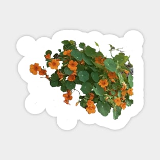 Wild Yellow Nasturtium Magnet