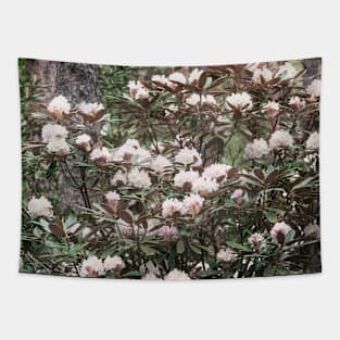 Blush pink rhododendron Tapestry