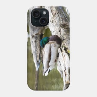 Mallard duck sleeping Phone Case