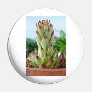 Sempervivum  'Bernstein'  Houseleek Pin