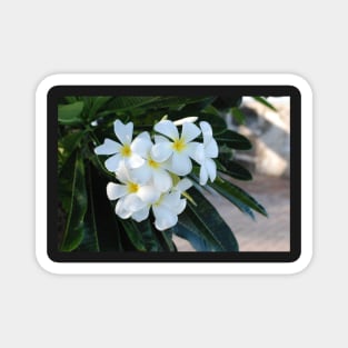 Frangipani or Yellow and White Plumeria flowers, Barbados, WI Magnet